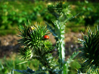 Ass weed wild plant nature
