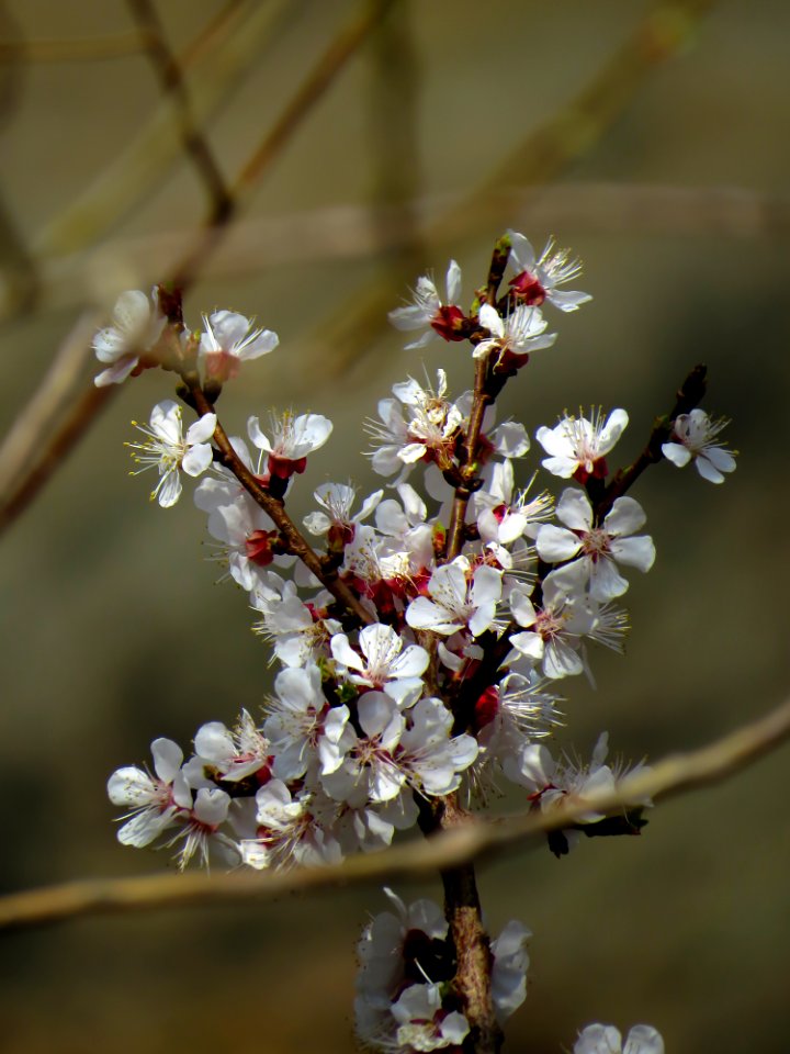 New year, New life, Flower