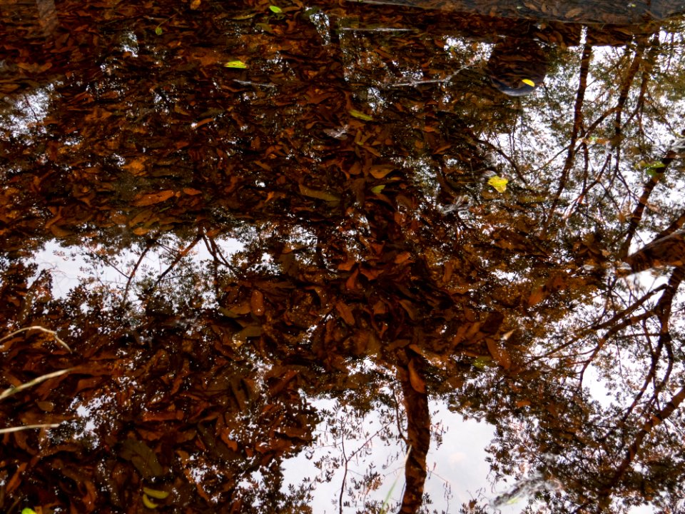 Lake, Reflection, Forest