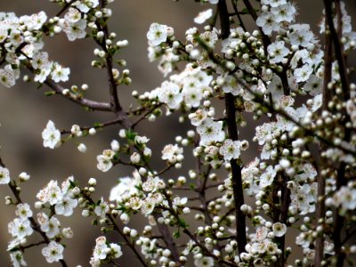selective focus photography white cherry blossom photo