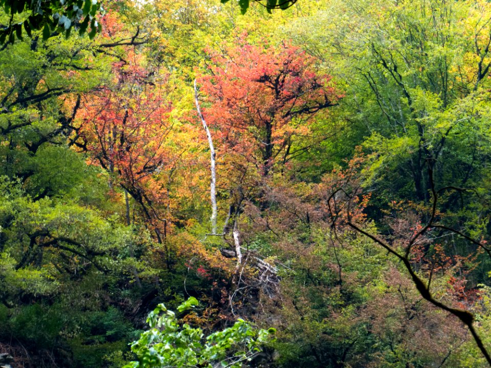Colors, Forest, Trees