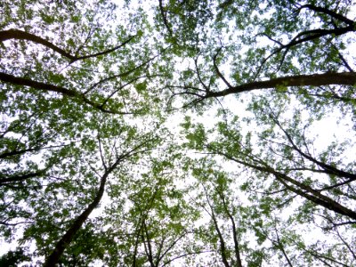 Abstract, Trees, Sky