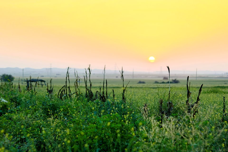 Horizon, Field, Farm