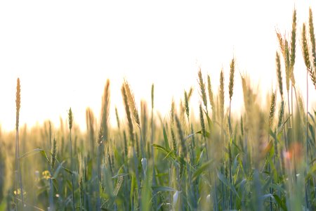 Agriculture, Farm, Sky