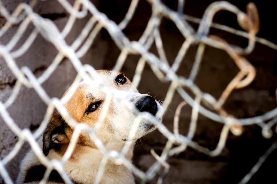 Friend, Canine, Prison