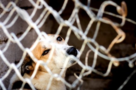 Friend, Canine, Prison