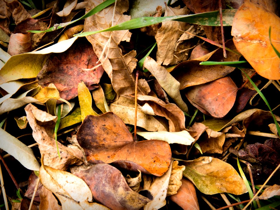Color, Winter, Autumn