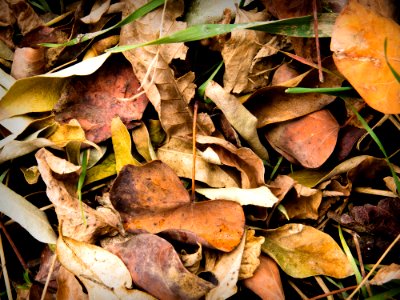 Color, Winter, Autumn