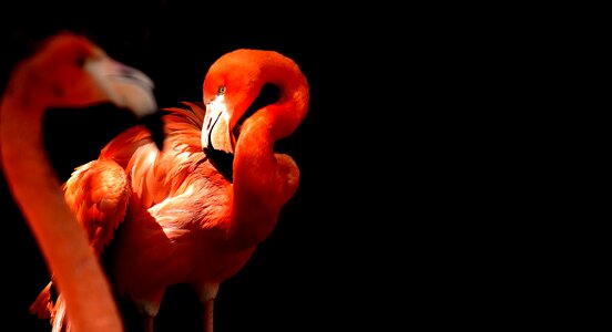 Bird colorful tierpark hellabrunn photo