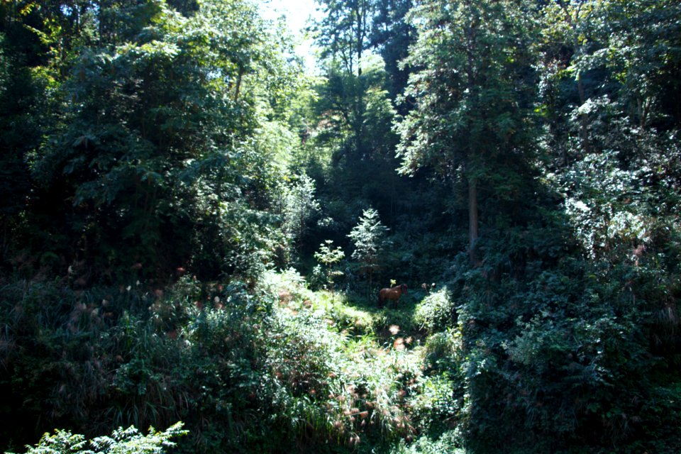 Woods, Mountain, Horse