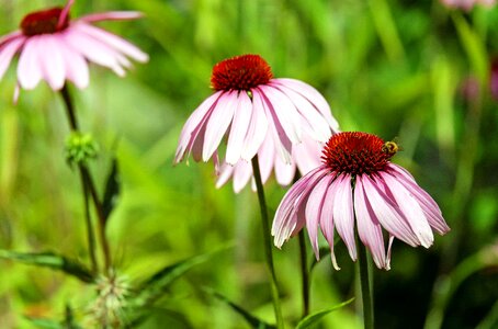 Bloom flower basket purple photo