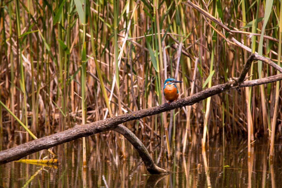 From the side sitting bird