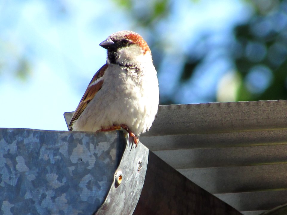 Monte caseros, Argentina, Bird