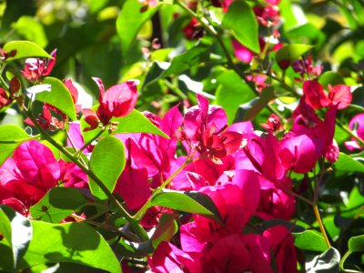 Monte caseros, Argentina, Flower