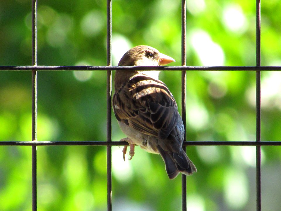 Argentina, Monte caseros, Pajaro