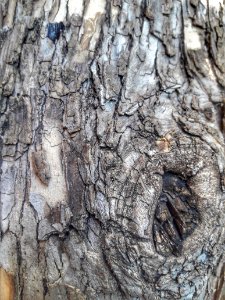 Monte caseros, Argentina, Wood photo