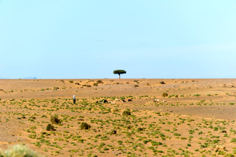 Tree, Sahara, Nikon d3s