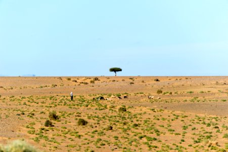 Tree, Sahara, Nikon d3s photo