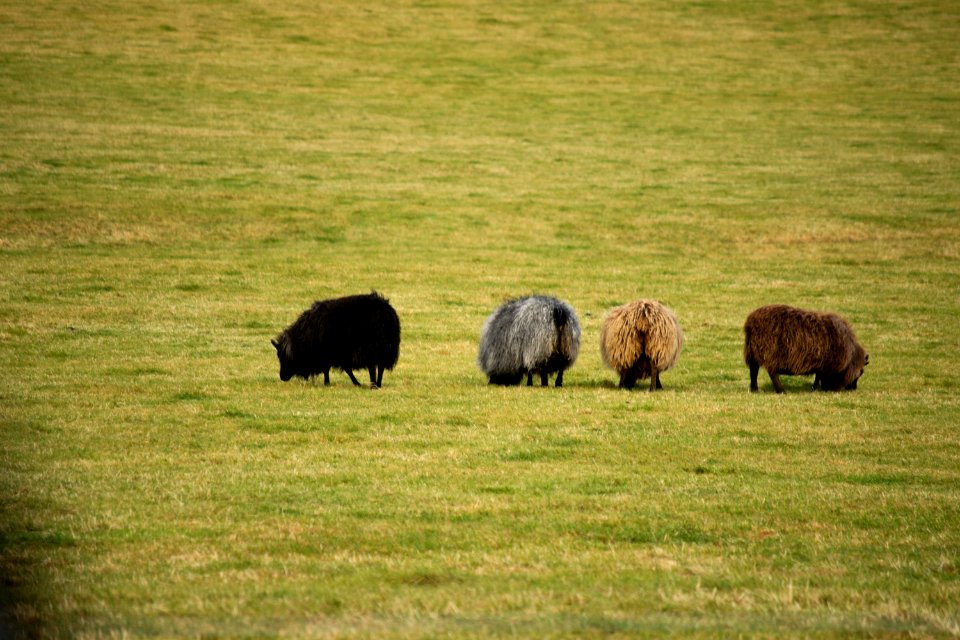 Grass, Fraternity, Sheep