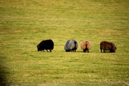 Grass, Fraternity, Sheep photo
