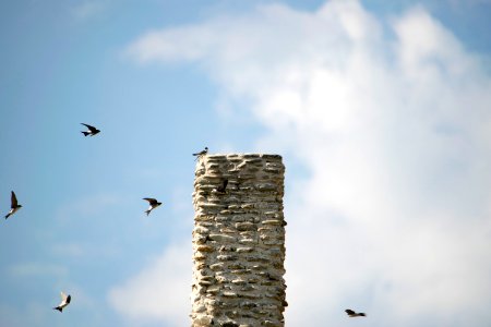 Swallow photo