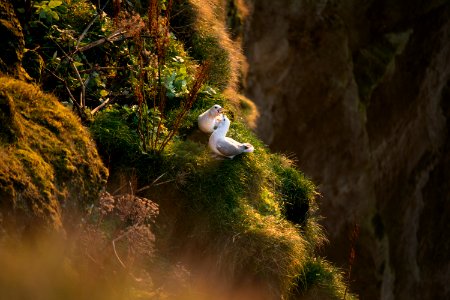 Love, Nest, Seagull