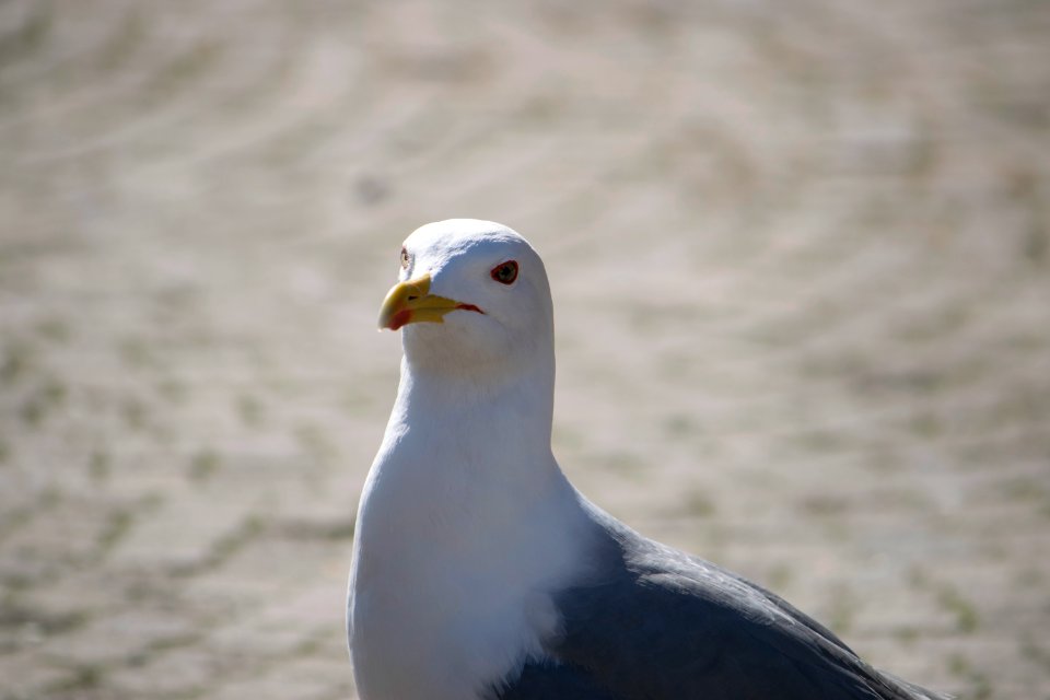 Gull