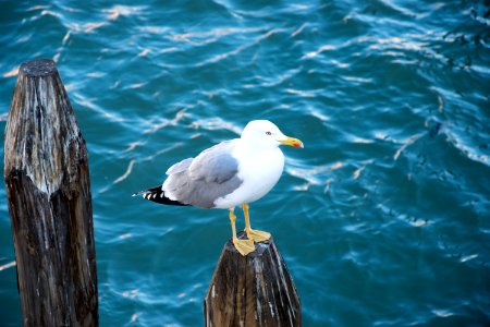 Venice, Italy, Gull