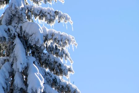 Pinetree, Winter, Snow photo