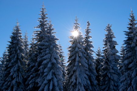 Sunny morning, Snow, Pines