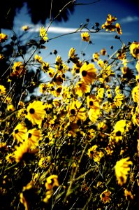 Sunflower, Flowers, Wildflowers