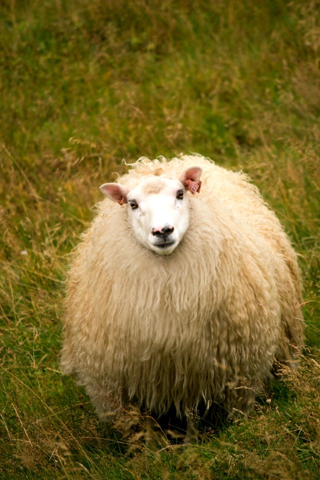 Sheep, Countryside