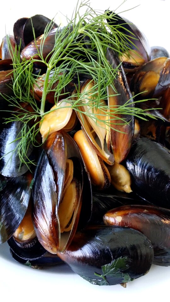 Cafeteria mussels seashell