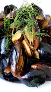 Cafeteria mussels seashell