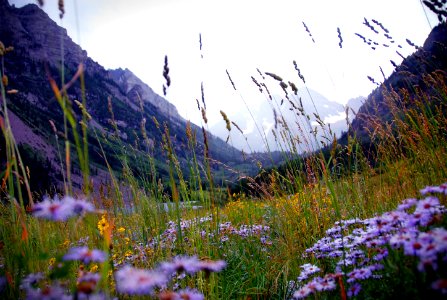 Maroon bells, United states, Flowers