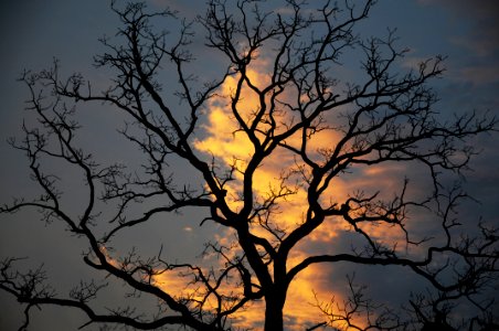 Silhouette, Evening, Sunset photo