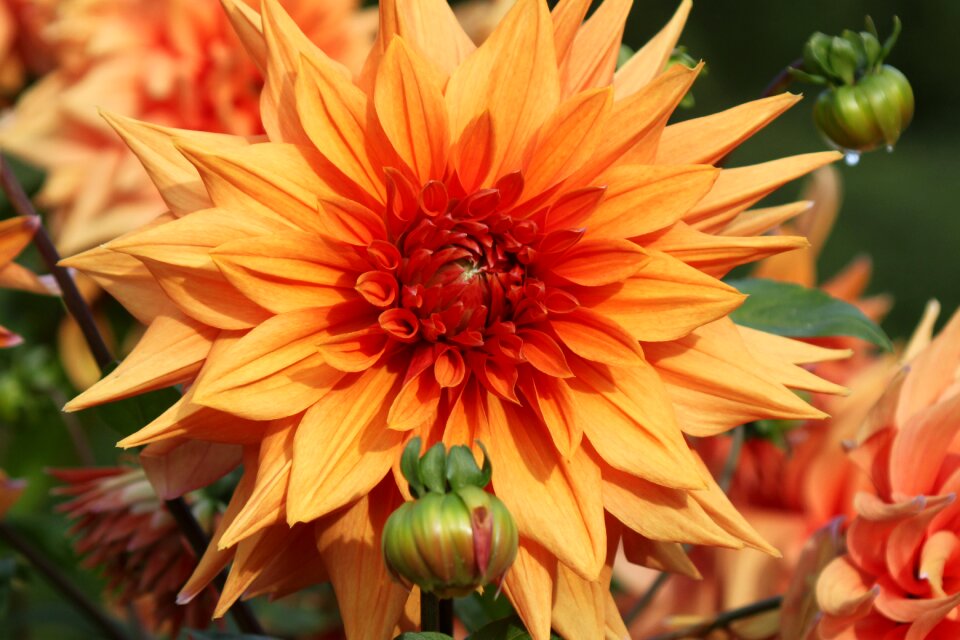 Beautiful flowers nature bloom