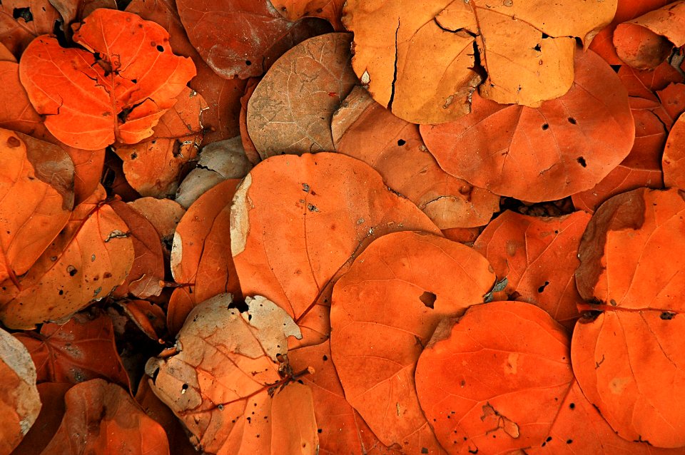 Cooper city, United states, Leaf