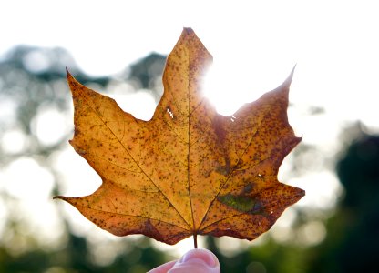 Leaf, Comber, United kingdom