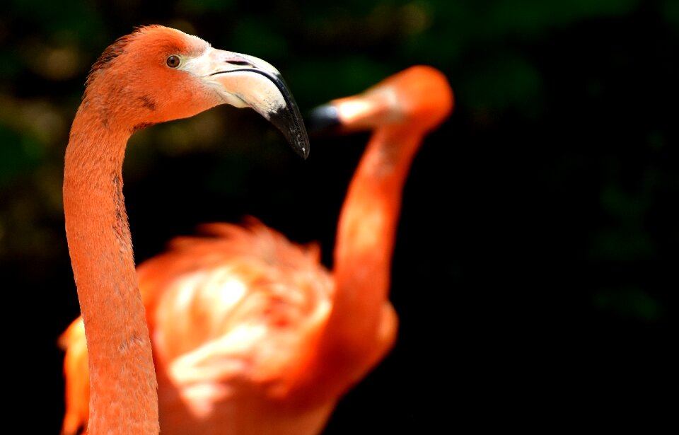Bird colorful tierpark hellabrunn