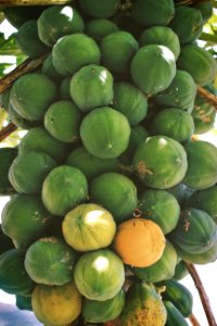 San salvador, El salvador, Tropical