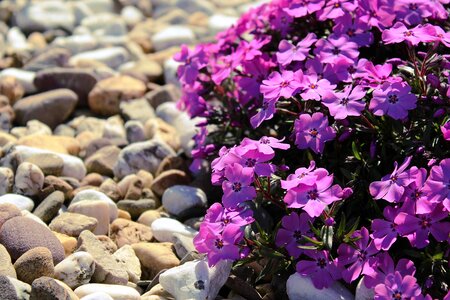 Nature close up purple flower photo