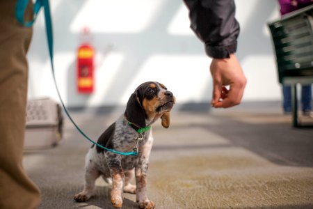 Bainbridge isl, United states, Puppy