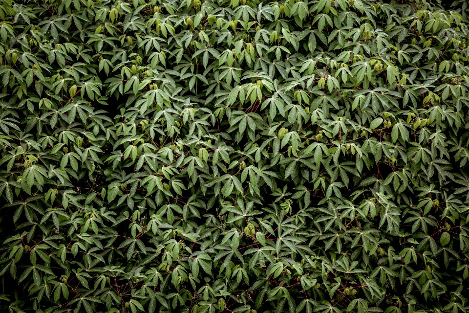 green leafed tree