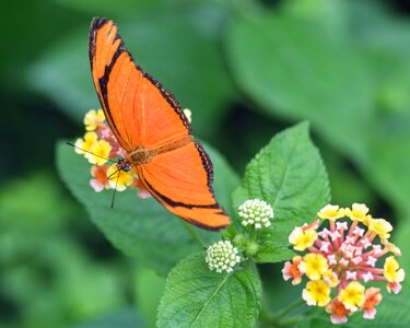 Butterfly exotic drias iulia