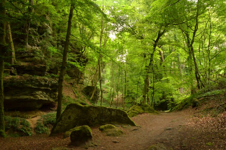 Rock green nature photo