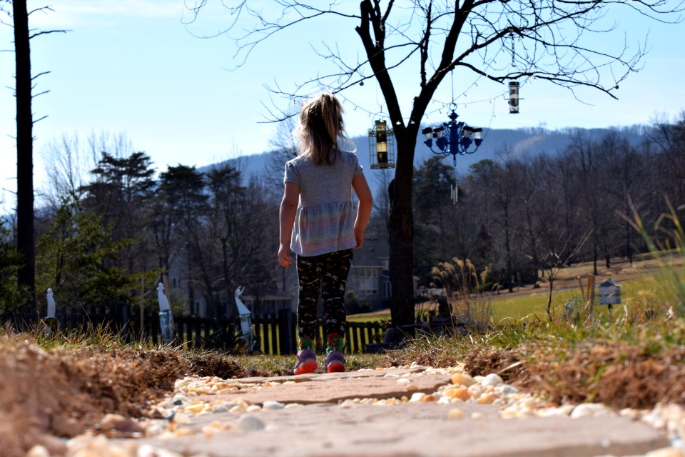 Mountain, The woods, Hedgesville
