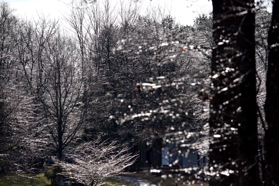 The woods, Hedgesville, United states