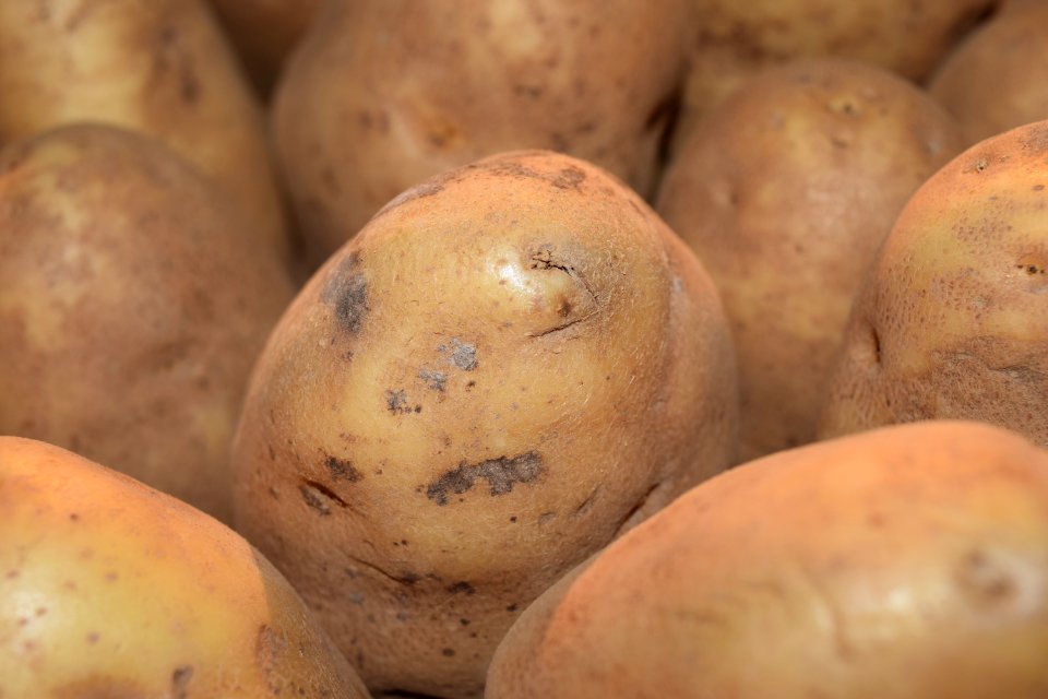 Hedgesville, United states, Vegetable