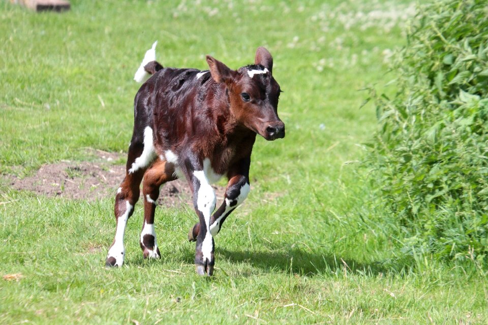 Farm young countryside